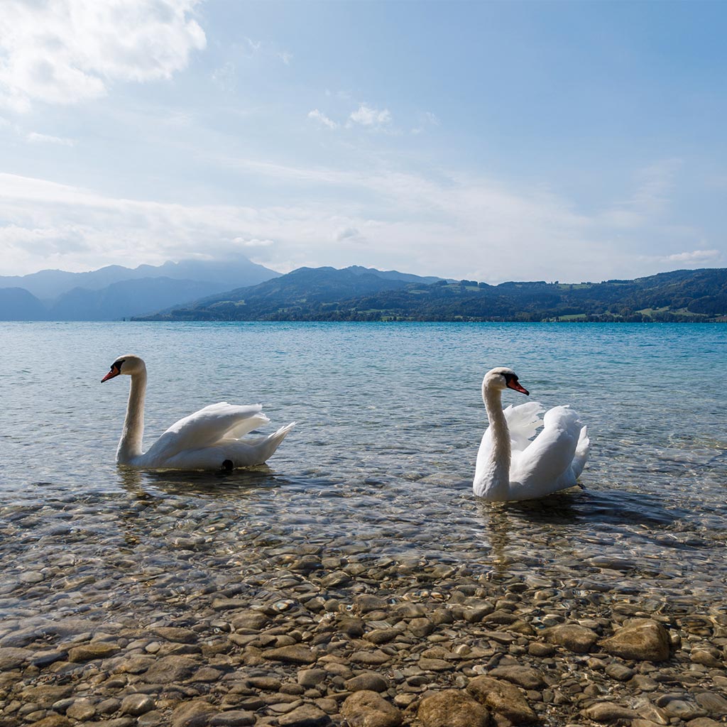 585025 Ρολοκουρτίνα  -Ρόλερ- Με Ψηφιακή Εκτύπωση Κύκνοι