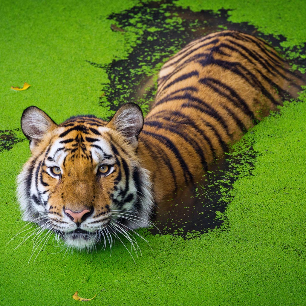 585050 Ρολοκουρτίνα  -Ρόλερ- Με Ψηφιακή Εκτύπωση Τίγρης σε Νερό