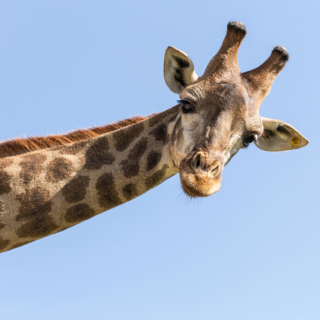 585073 Ρολοκουρτίνα  -Ρόλερ- Με Ψηφιακή Εκτύπωση Καμηλοπάρδαλη